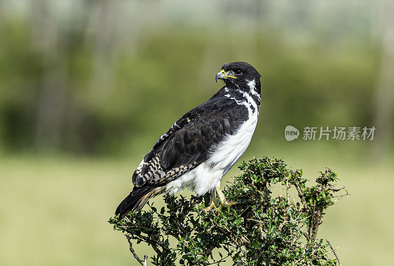 秃鹰，Buteo Augur，肯尼亚马赛马拉国家保护区